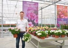 Stef Berkhout van HilverdaFlorist met Alstroemeria Inticanchia Hula en Sunburst. Hula is een nieuwe tweekleurige met een grote bloem en stevige bloemstelen en Sunburst is de eerste witte variëteit in de warmtetolerante collectie.
